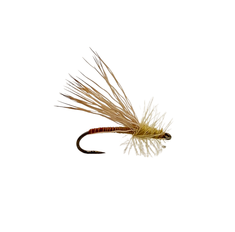 Quill Body Yellow Sally - SALE